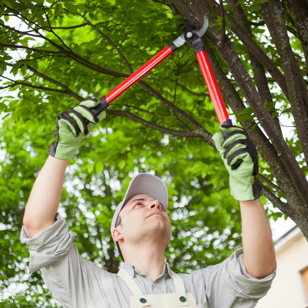 Person using clippers to trim a tree